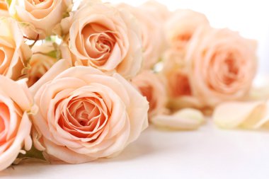 Güzel taze gül, closeup buketi