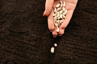 Female hand planting white bean seeds in soil, closeup clipart