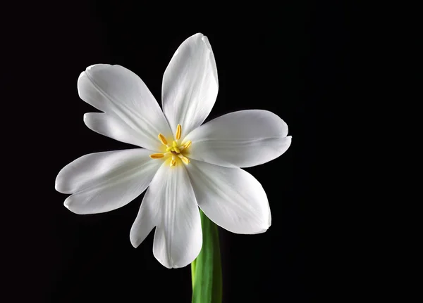 Schöne weiße Tulpe auf schwarzem Hintergrund — Stockfoto