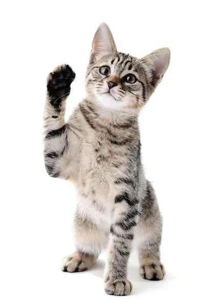 Gatinho bonito isolado em branco — Fotografia de Stock