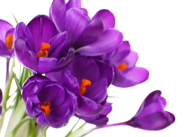 Violette Krokusse isoliert auf weiß — Stockfoto