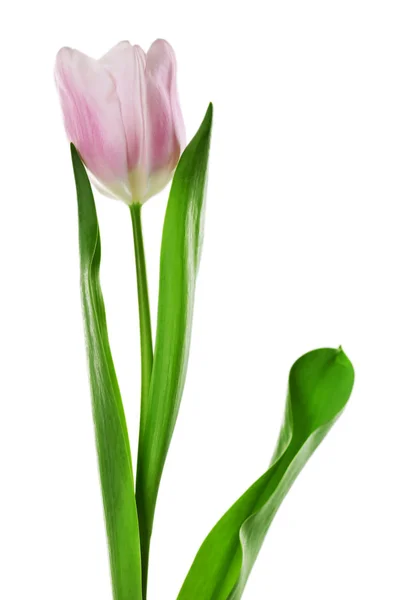 Tulipa de cor isolada no branco — Fotografia de Stock