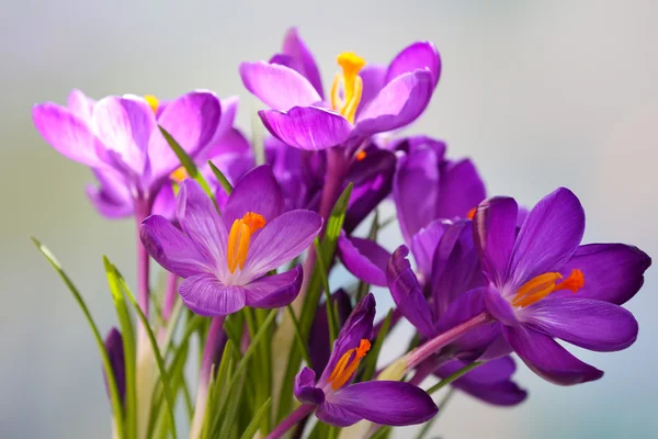 Paarse crocus op lichte achtergrond — Stockfoto