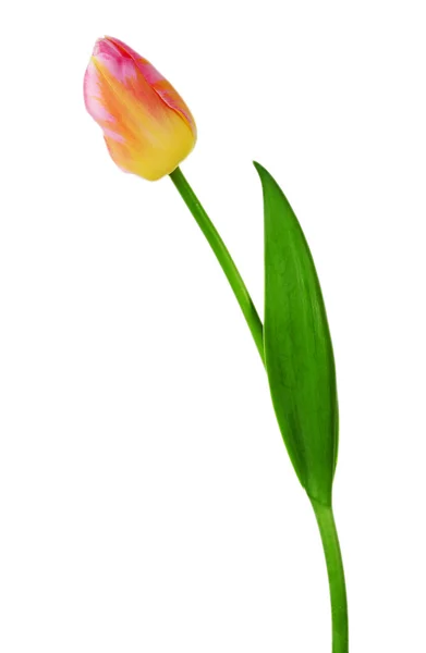 Farbe Tulpe isoliert auf weiß — Stockfoto
