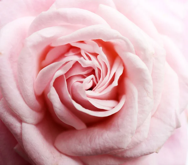 Schöne rosa Rose, Nahaufnahme — Stockfoto