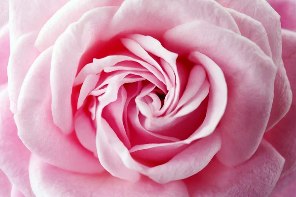Krásné čerstvé růže, detail — Stock fotografie