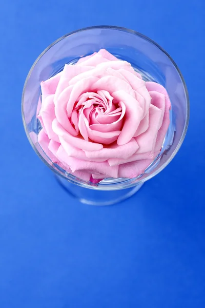 Beautiful fresh rose in glass on color background — Stock Photo, Image