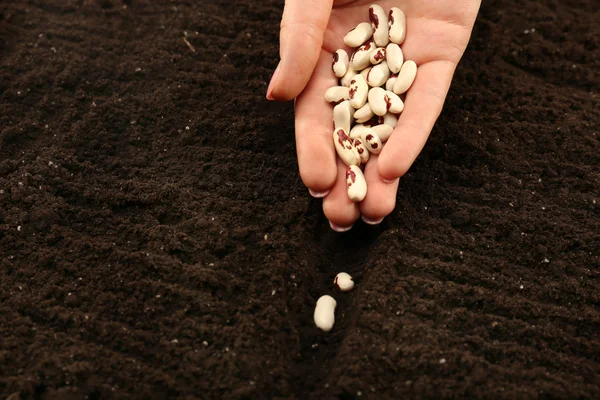 Femelle plantant à la main des graines de haricots blancs dans le sol, gros plan — Photo