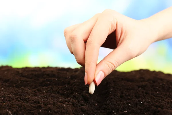 Female hand planting white bean seed in soil on blurred background — Stock Photo, Image