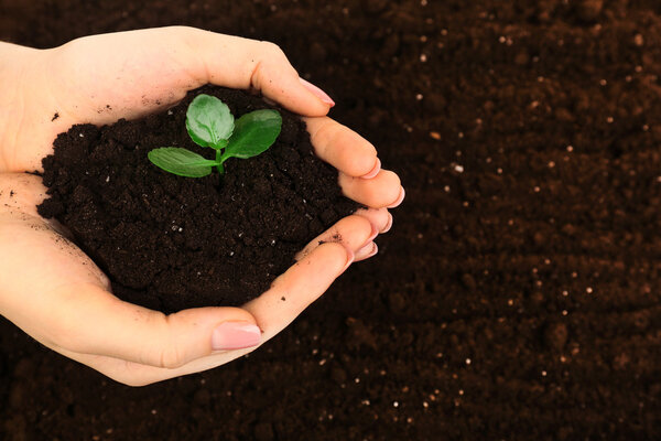 Женщина горстка почвы с небольшим зеленым растением, крупным планом
