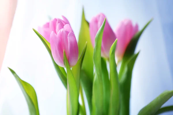 Beautiful pink tulips on light background Stock Picture