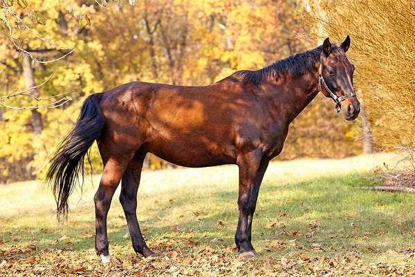 Arazide güzel kahverengi at — Stok fotoğraf