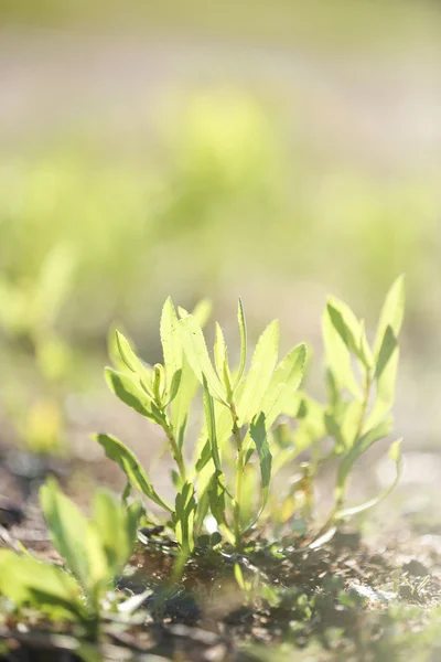 Зелена рослина з сонячними променями — стокове фото