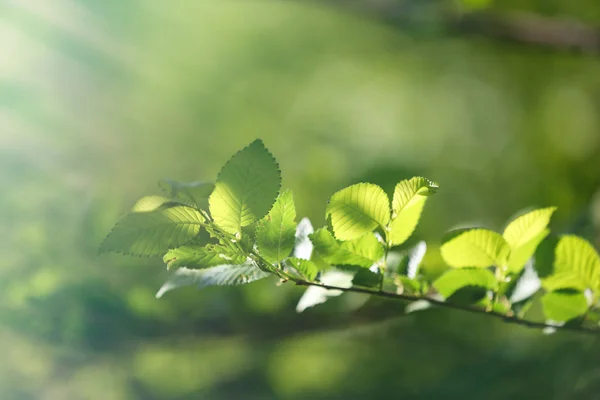 Beautiful tree twig with sun rays — Stock Photo, Image