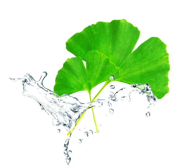 Groene bladeren in water spatten geïsoleerd op wit — Stockfoto