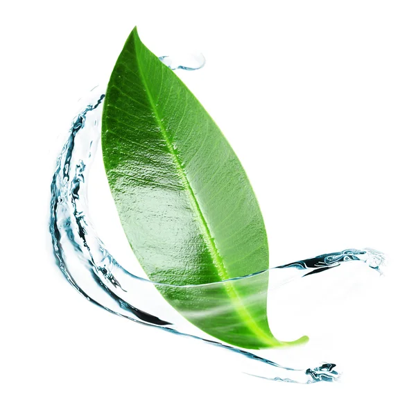 Foglia verde in spruzzi d'acqua isolati su bianco — Foto Stock