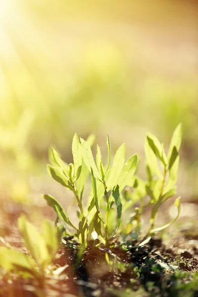 绿色的植物与阳光 — 图库照片