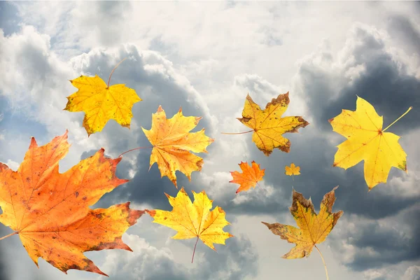 Autumn leaves on sky background — Stock Photo, Image