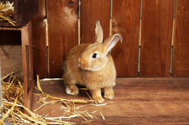 Ahırda, sevimli tavşan yakın çekim