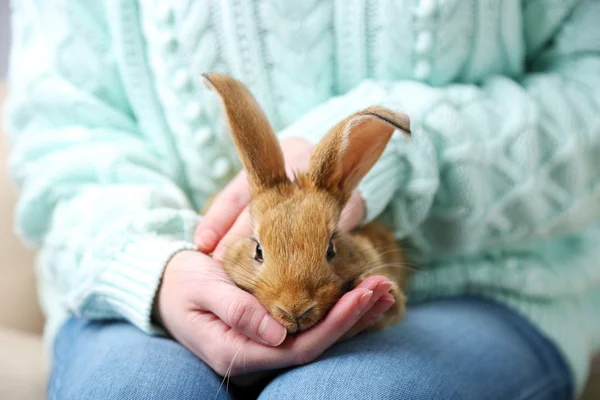 Женщина держит маленького милого кролика, закрывай — стоковое фото