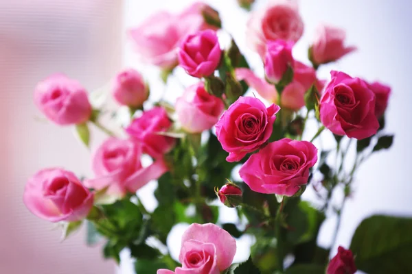 Vacker rosa rosor på ljus bakgrund — Stockfoto