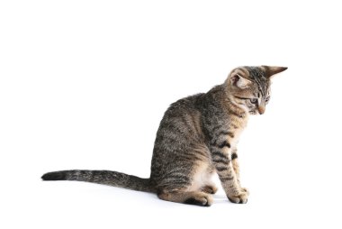 Beyaz tenli şirin kedi yavrusu.