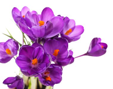 beyaz izole mor Çiğdem