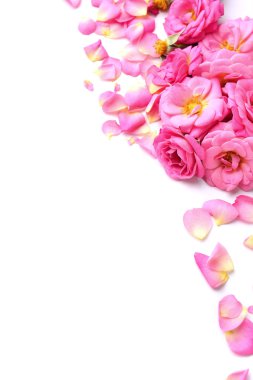 güzel pembe gül yaprakları üzerinde beyaz izole