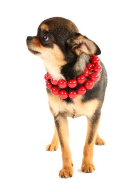 Şirin chihuahua köpek yavrusu kırmızı boncuklar üzerine beyaz izole içinde