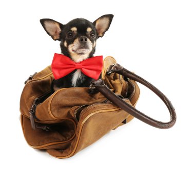 Şirin chihuahua köpek yavrusu üzerinde beyaz izole kahverengi çanta