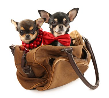 Şirin chihuahua kukla beyaz izole kahverengi çanta