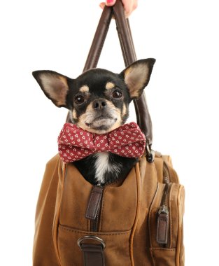 Beyaz izole kahverengi çanta içinde oturan sevimli chihuahua köpek yavrusu