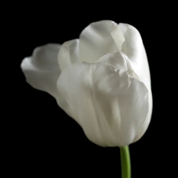 Belle tulipe blanche sur fond noir — Photo