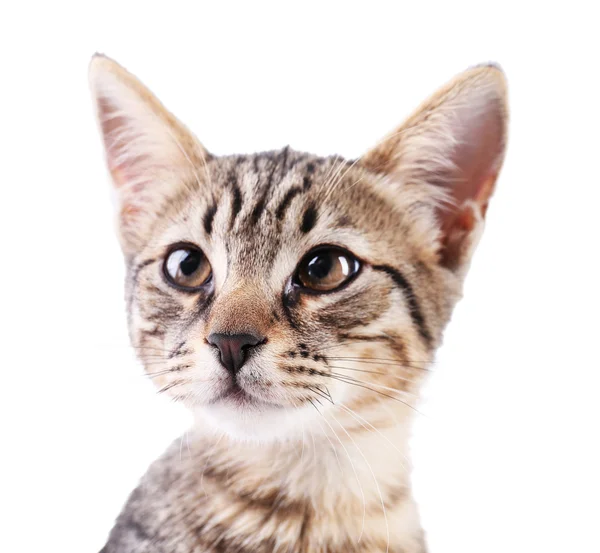 Retrato de gatinho bonito isolado em branco — Fotografia de Stock