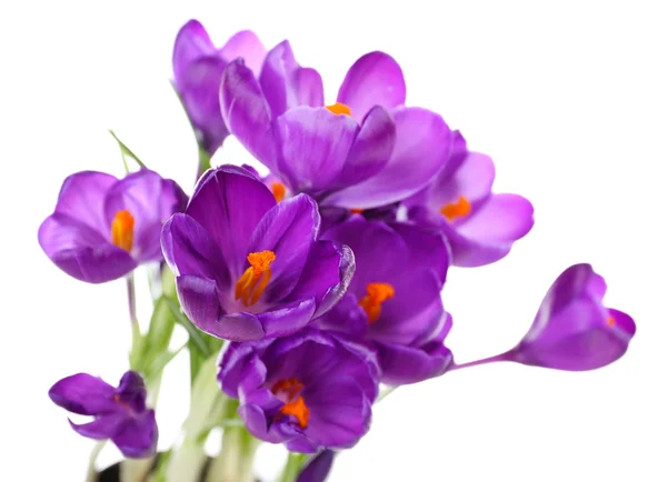 Violette Krokusse isoliert auf weiß — Stockfoto