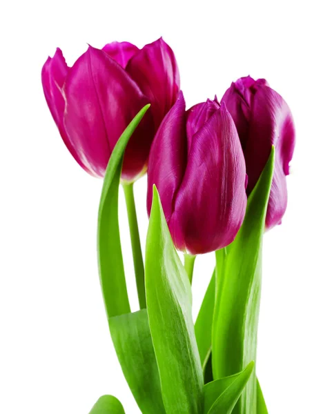 Color tulips isolated on white — Stock Photo, Image