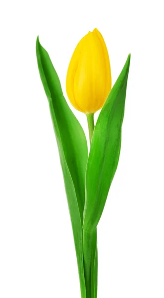 Barevný Tulipán izolované na bílém — Stock fotografie