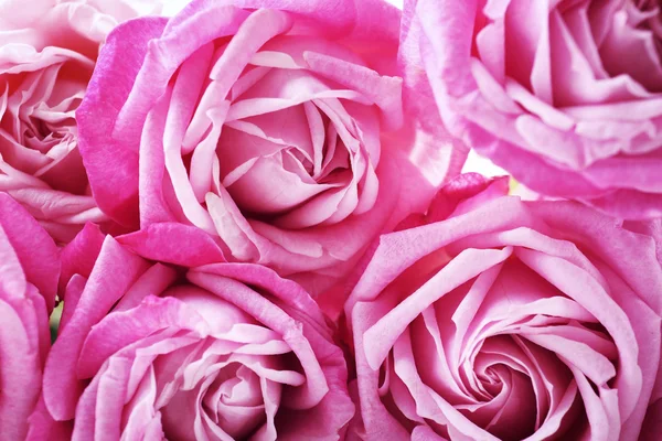 Bouquet di belle rose fresche, primo piano — Foto Stock