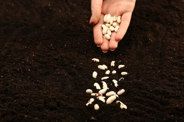 Vrouwelijke hand planten witte boon zaden in de bodem, close-up — Stockfoto