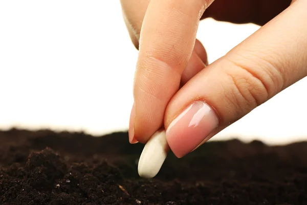 Mão feminina plantando sementes de feijão branco em solo isolado em branco — Fotografia de Stock