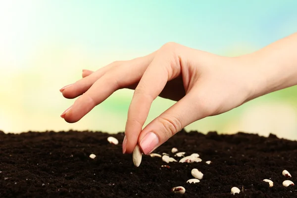 Ženská ruka pěstování bílých semen v půdě na rozmazané pozadí — Stock fotografie