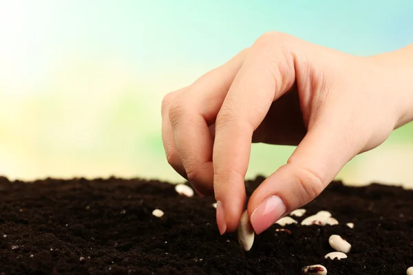 Mão feminina plantando sementes de feijão branco no solo sobre fundo embaçado — Fotografia de Stock