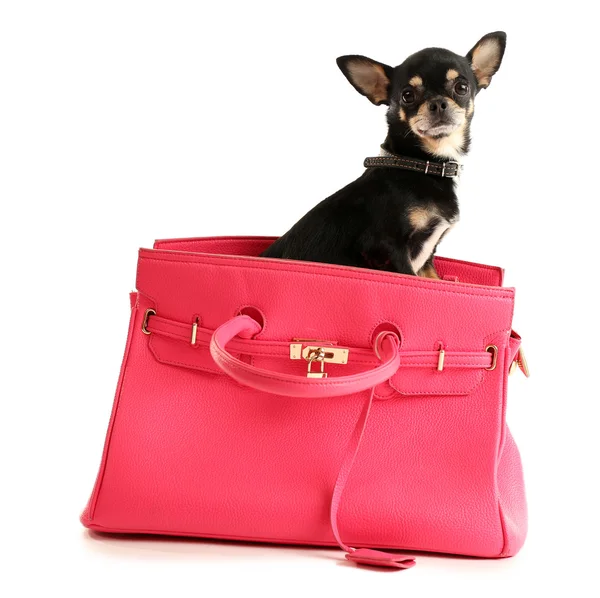 Lindo cachorro chihuahua en bolso femenino aislado en blanco — Foto de Stock