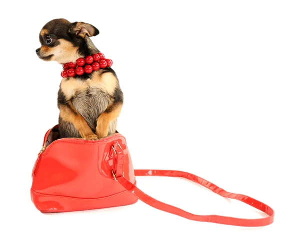 Lindo cachorro chihuahua en cuentas rojas y en bolso femenino aislado en blanco — Foto de Stock