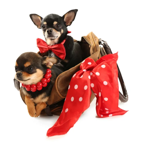 Chiots chihuahua mignons dans un sac brun isolé sur blanc — Photo