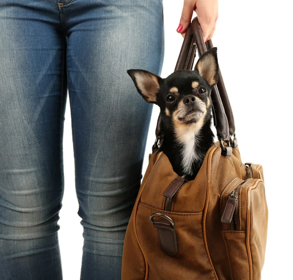 Donna che trasporta simpatico cucciolo di chihuahua nella sua borsa isolato su bianco — Foto Stock