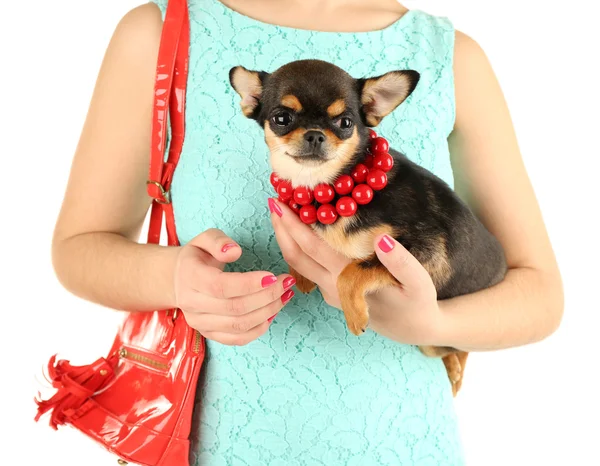 Mujer con bolsa roja sosteniendo lindo cachorro chihuahua aislado en blanco — Foto de Stock