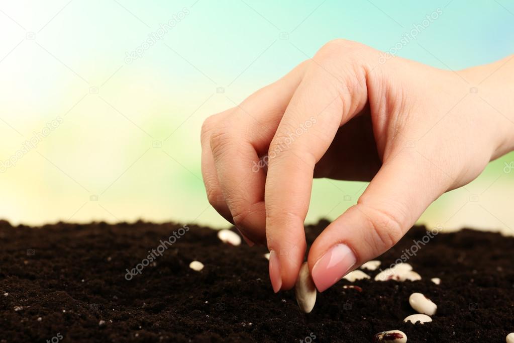 Female hand planting white bean seeds in soil on blurred background