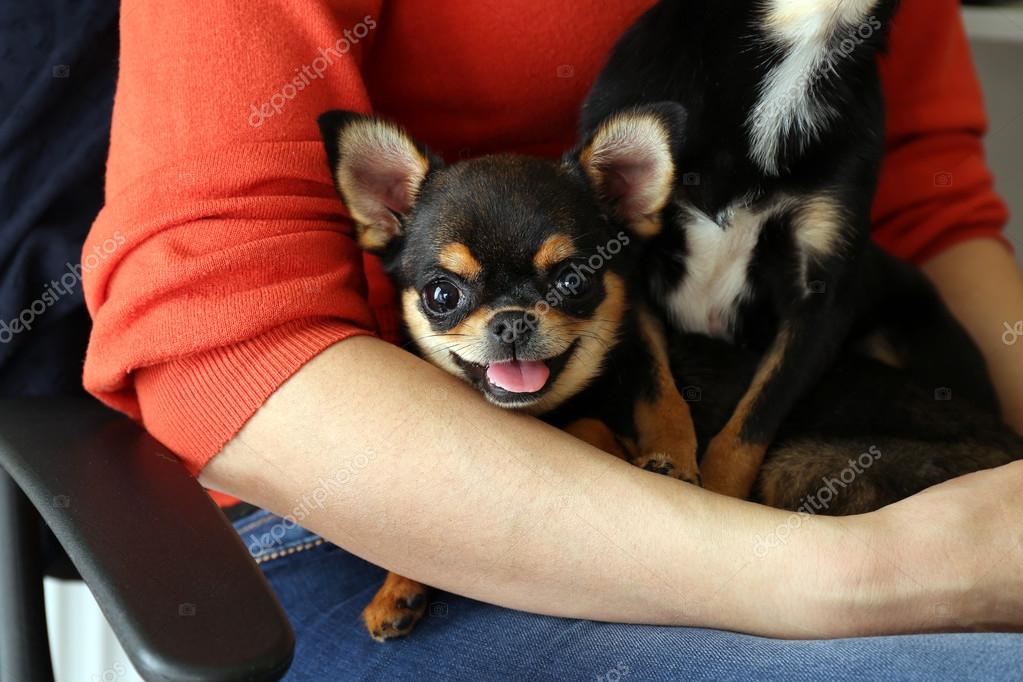 Cute chihuahua puppies on female hands, closeup — Stock Photo - Main Image