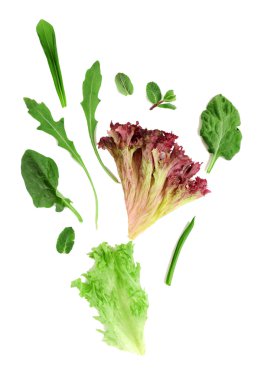 Yeşil yaprakları salata, üzerinde beyaz izole için çeşitli